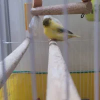 قناری|پرنده|صومعهسرا, |دیوار