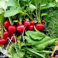 سبزی خوردن و خورشتی و معطر|خوردنی و آشامیدنی|قم, نوبهار|دیوار