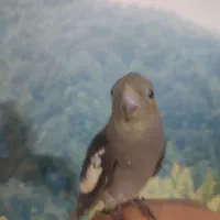 طوطی هلندی|پرنده|قزوین, |دیوار