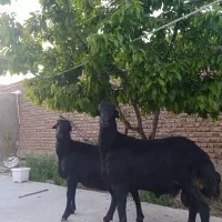 دورس بره قوچ گوش بادمی