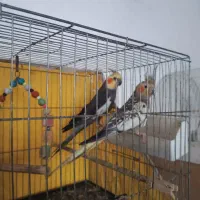 عروس هلندی و مرغ عشق