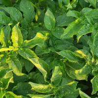 سمپاشی با پهپاد (پهباد)|خدمات باغبانی و درختکاری|کنگاور, |دیوار