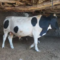 گاونر نوچ