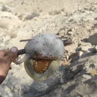 فروش عسل کوهی|خوردنی و آشامیدنی|فراشبند, |دیوار