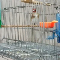 فروش سهره و سهره قناری