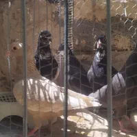 کبوتر