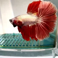 ماهی فایتر خاص|ماهی|اهواز, زیباشهر|دیوار