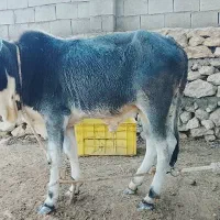 گاو نر|حیوانات مزرعه|قشم, |دیوار