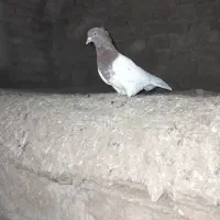 کله سرخ ماده|پرنده|تاکستان, |دیوار