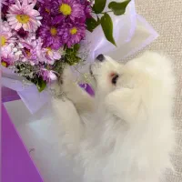 پامر|سگ|مشهد, هدایت|دیوار