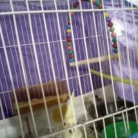 جفت عروس با دوتا تخم