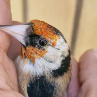 سهره چهار گل