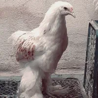 انواع جوجه برهما|حیوانات مزرعه|کرج, برغان|دیوار