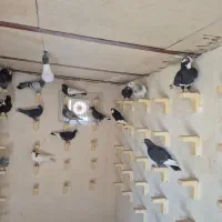 باسلام خدمت شما دوستان عزیز|پرنده|صوفیان, |دیوار