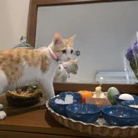 واگذاری گربه دی اس اچ