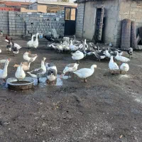 فروش غاز محلی|حیوانات مزرعه|پیرانشهر, |دیوار