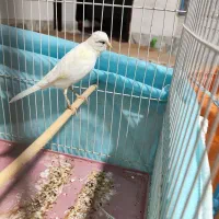 سهره قناری و قناری وفنچ و شاتو|پرنده|میرجاوه, |دیوار