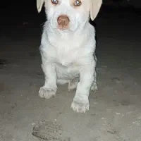 سگ پا کوتاه|سگ|گنبد کاووس, |دیوار