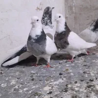 سلام درود بر شما عشق بازان ۴ عدد کبوتر ناب.|پرنده|کبودرآهنگ, |دیوار