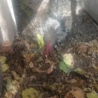 خروس محلی اصل|حیوانات مزرعه|مرودشت, مسجد رسول‎|دیوار