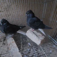 کبوتر دم سفید