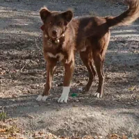 سگ قدرجونی|سگ|گلپایگان, |دیوار