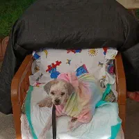 سگ شیتزو ۸ساله رایگان