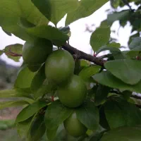 آلوچه قرمز و آلوچه سبز طعم ملس،خالیواش