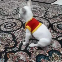 سگ اشپیتز ۷ماه ماده شناسنامه دار|سگ|گلستان (تهران), |دیوار