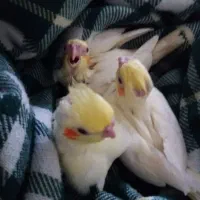 جوجه ۱ماهه بزرگ شده در خانه ۳تا باهم ۲