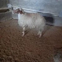 میش|حیوانات مزرعه|کوزران, |دیوار