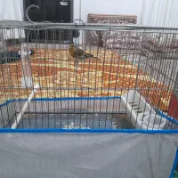 دوعددجوجه سیره قناره