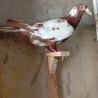 ماده میولمنز