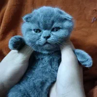 گربه اسکاتیش اصل