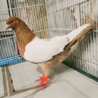 کفتر ماده دوکت سفید سینه پرتقالی زرد پرشی  جفتگاهی