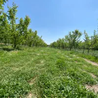 2-قطعه-320-متری-با-بر12-خیابان8-متری-متری-800-هزار