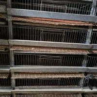 قفس بلدرچین