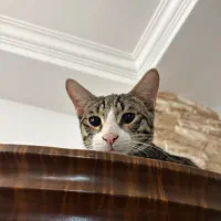 گربه ی نر مهربون و بامزه|گربه|ساری, |دیوار