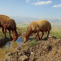 بره.گوسفند.بز