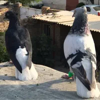 فروش ومعاوضه جفت دمب سفید معاوضه با گنجه یا توربند|پرنده|مرودشت, مسجد رسول‎|دیوار