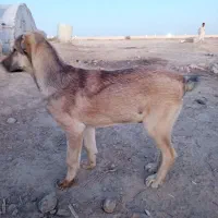 سگ گمشده|حیوانات|هیرمند, |دیوار