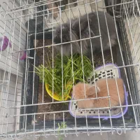 سلام دو عدد خرگوش لوپ