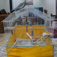 یه جفت عروس هلندی