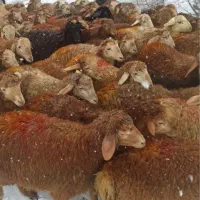 شهروندان طهران  دام زنده بهداشتی کردستان