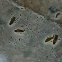 سمپاشی منازل