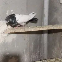 کبوتر ماده کله دم سبز نوک ریز|پرنده|کبودرآهنگ, |دیوار