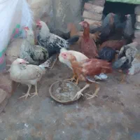 جوجه شوروای