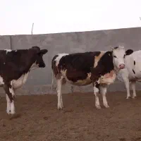 گاوشیری وتلیسه ابستن