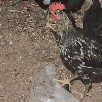 حراج جوجه مرغ ۱۲روزه،جوجه مرغ وخروس محلی پاسیاه
