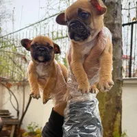 بولداگ فرانسوی فرنچ بولداگ